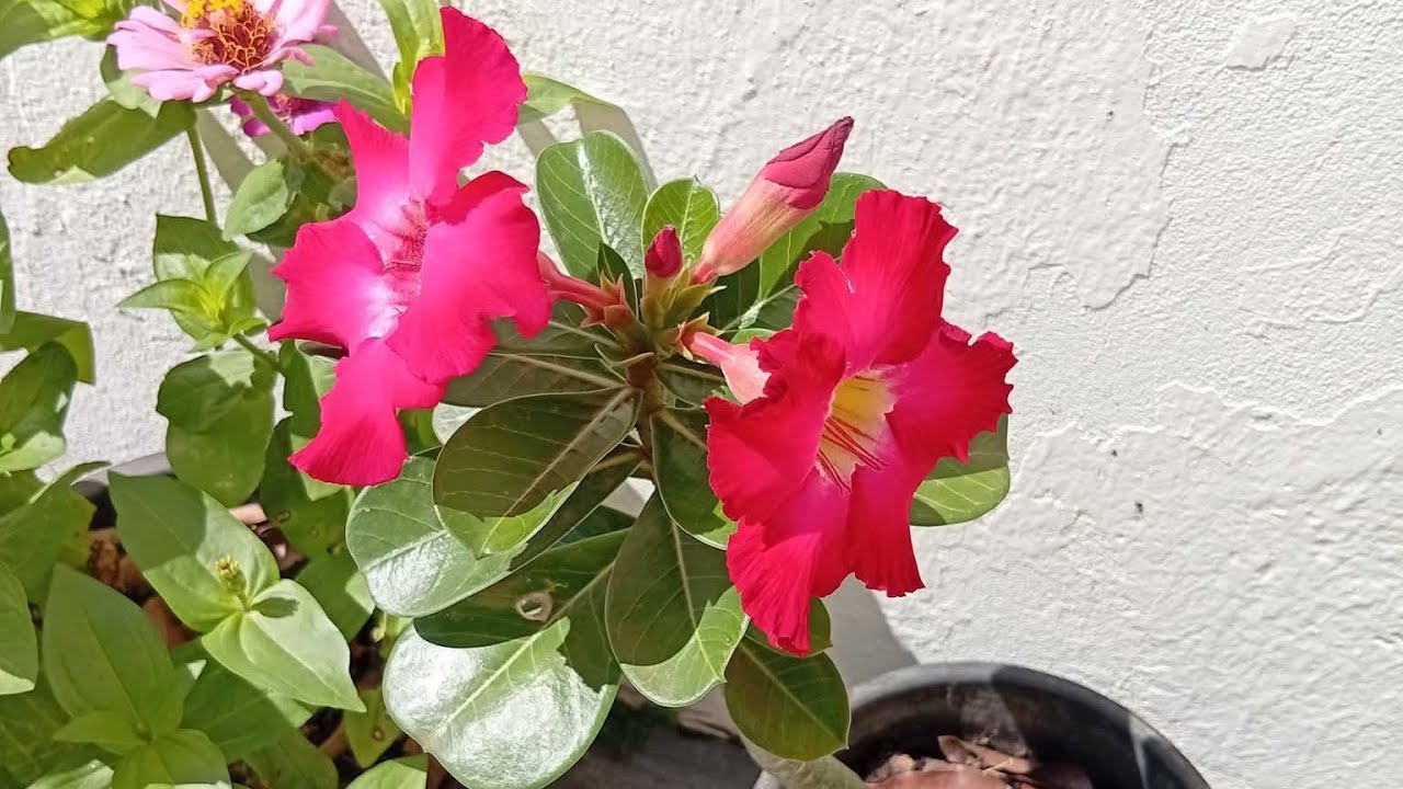 Jardim/Poda da rosa do deserto 