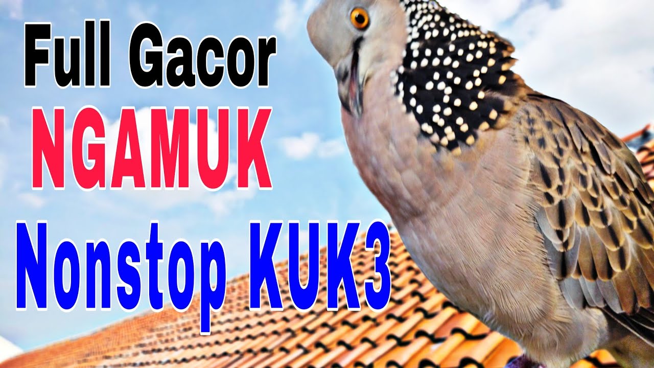Derkuku kuk3 lokal gacor ngamuk full pancingan 1/2 jam asli suara lokal besar
