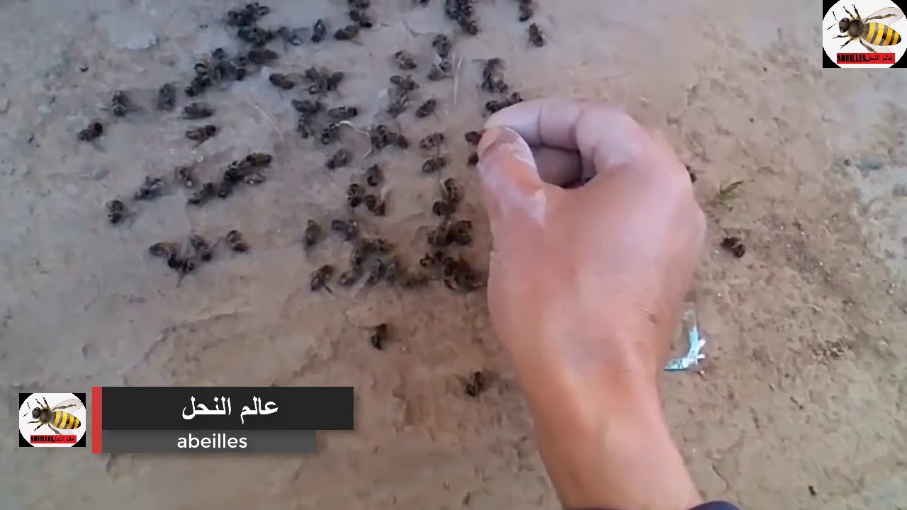 أسباب موت النحل أمام الخلايا في فصل الشتاء