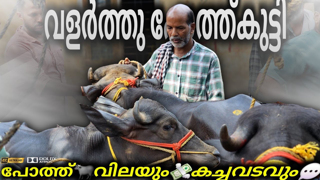 🐃വളർത്തു പോത്ത്കുട്ടിയുടെ💸വില, കച്ചവടം Manjeri Chanda |Manjeri Market Malappuram Valarthu pothukutty