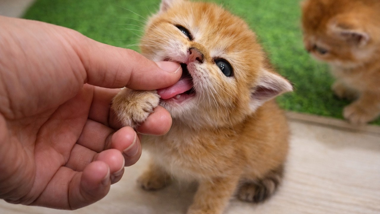 Я Стала Их Мамой… И Теперь Они Едят Мои Пальцы 🥹🐱