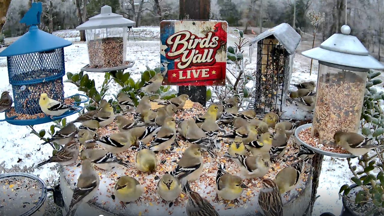 Cold & Icy Day Bird Cam 🐦 East Texas | Backyard Birds in Winter | Birds Y’all Live