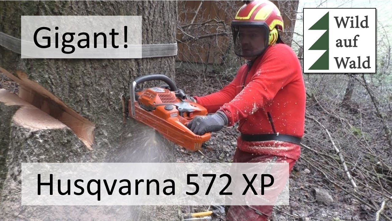 🌲Extreme Esche: Würzenschnitt mit Husqvarna 572XP/felling an extrem ashtree