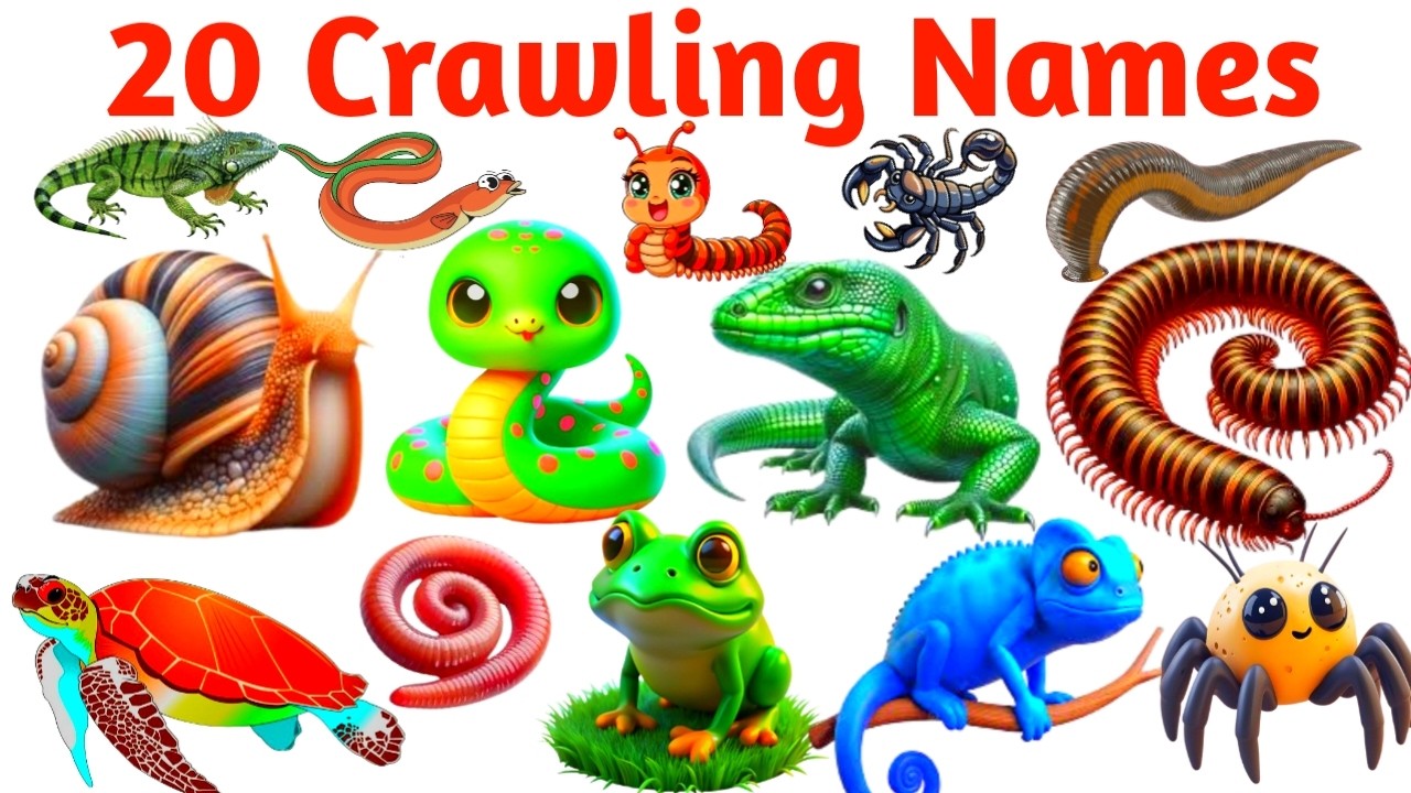 20 Crawling Animals for Toddlers | Learn Animal Names in English | Learn Education Niha