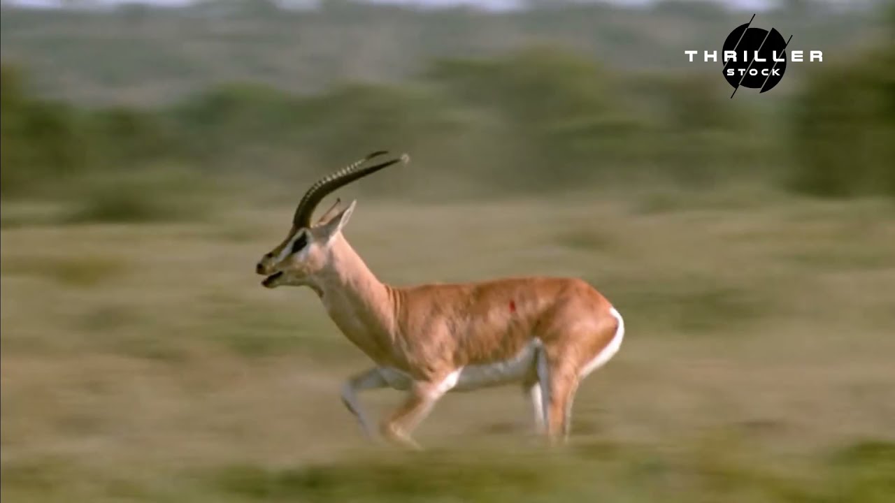 Gazelle Escapes Lion.....  #shorts / #wildlife