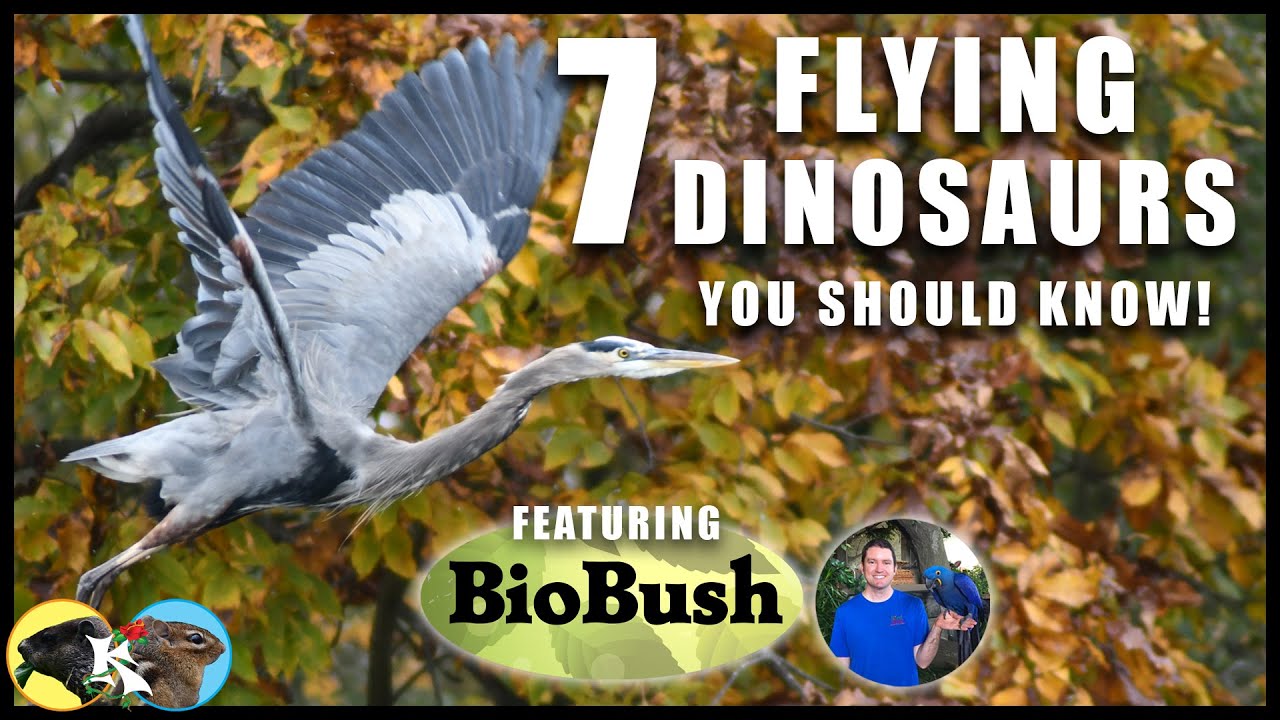 7 BIRDS You Should Know! 😄 (D.C., Maryland & Virginia) Ft. BioBush
