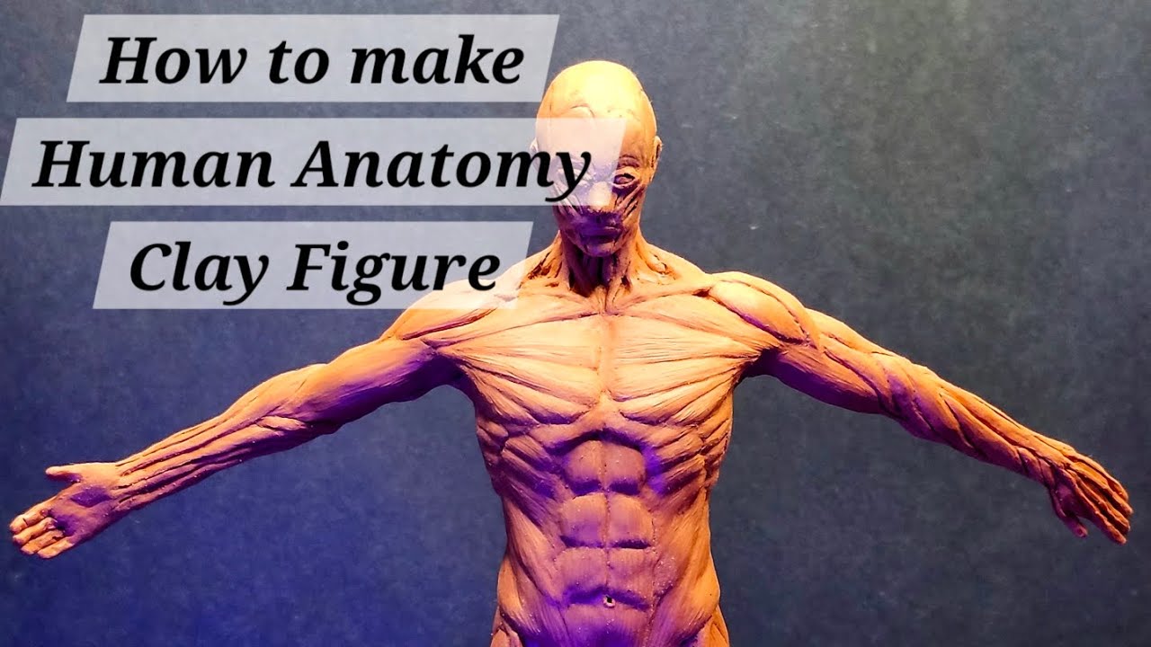 How to make a Human Anatomy Clay Figure! #art #clayart #anatomyart #anatomy #anatomyforstudents 