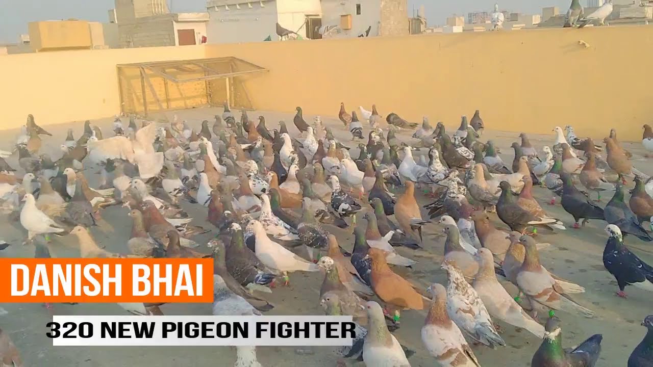 danis bhai | pigeon fighting pigeon loft | 550 NEW pigeon fighter | Video in Urdu Hindi