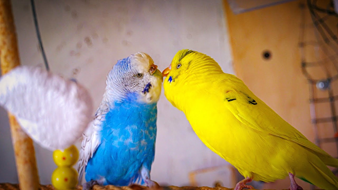 Sounds of Budgies In Love | 1 Hour chirping