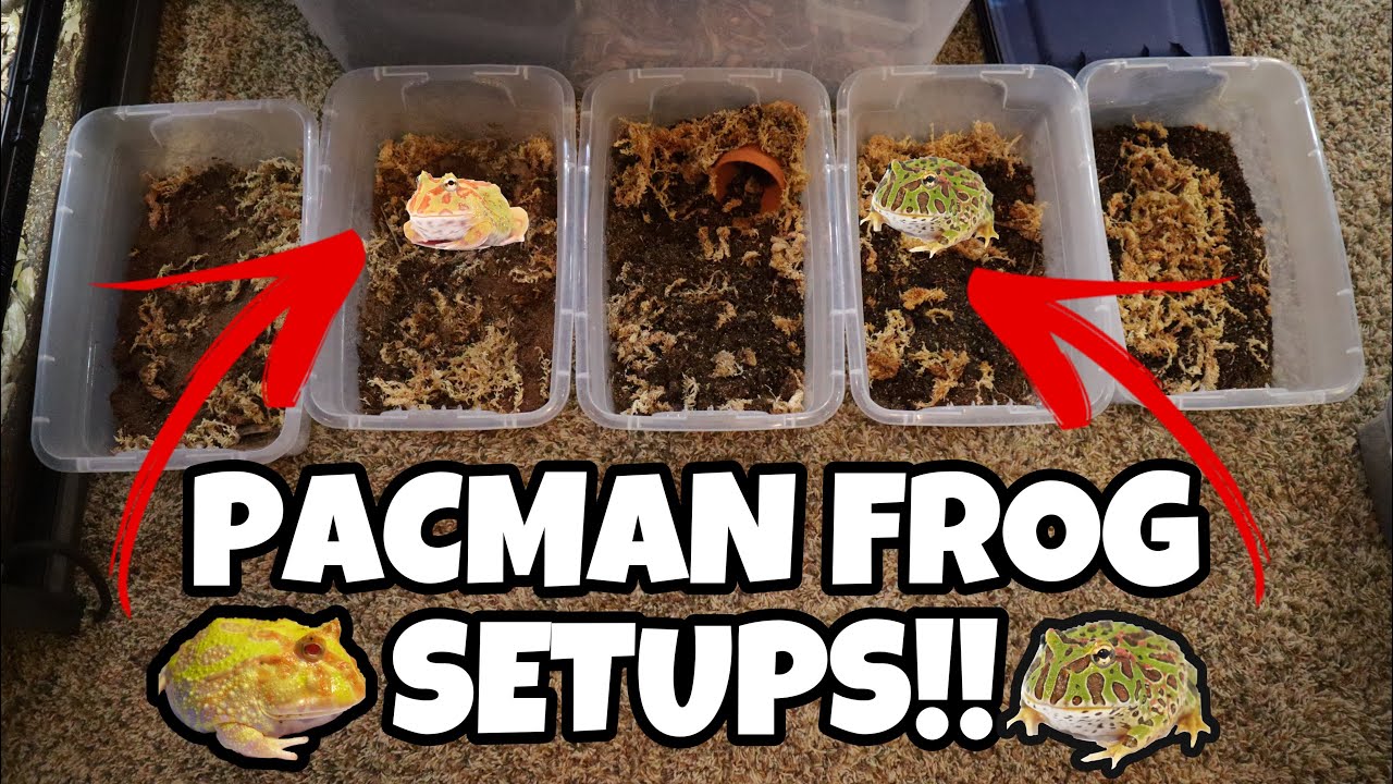 (DIY) Pacman Frog setup!! *over 10 frogs*
