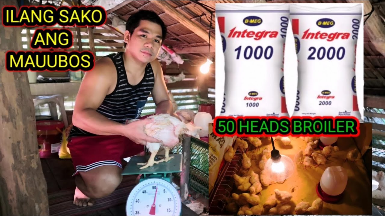 ILANG SAKO NANG FEEDS ANG MAUUBOS NANG 50 HEADS BROILER CHICKEN  MULA DAY OLD HANGANG SA PAG HARVEST