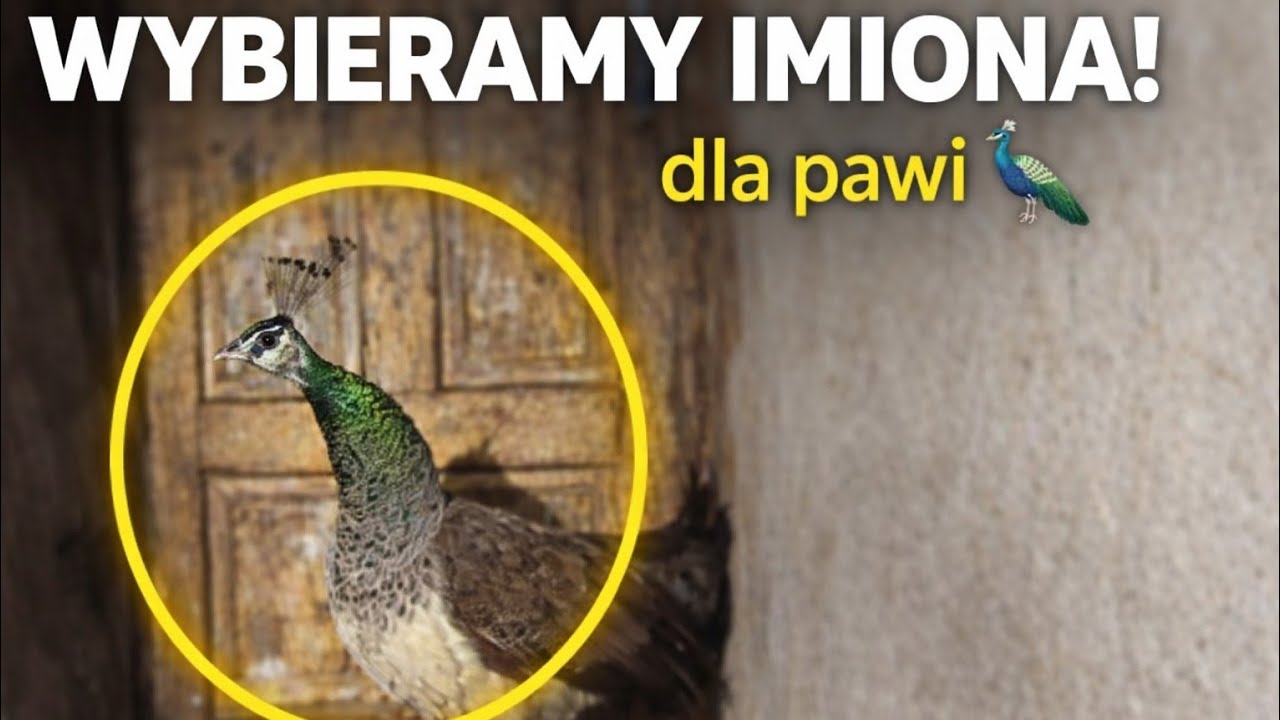 Kacza Mama nadaje na żywo