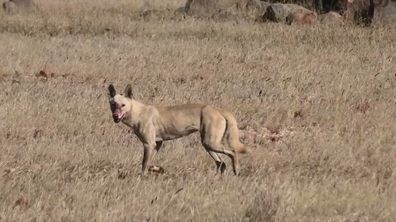 White Dingo with Blood All Over Its Face!!! Photographer's Dream!