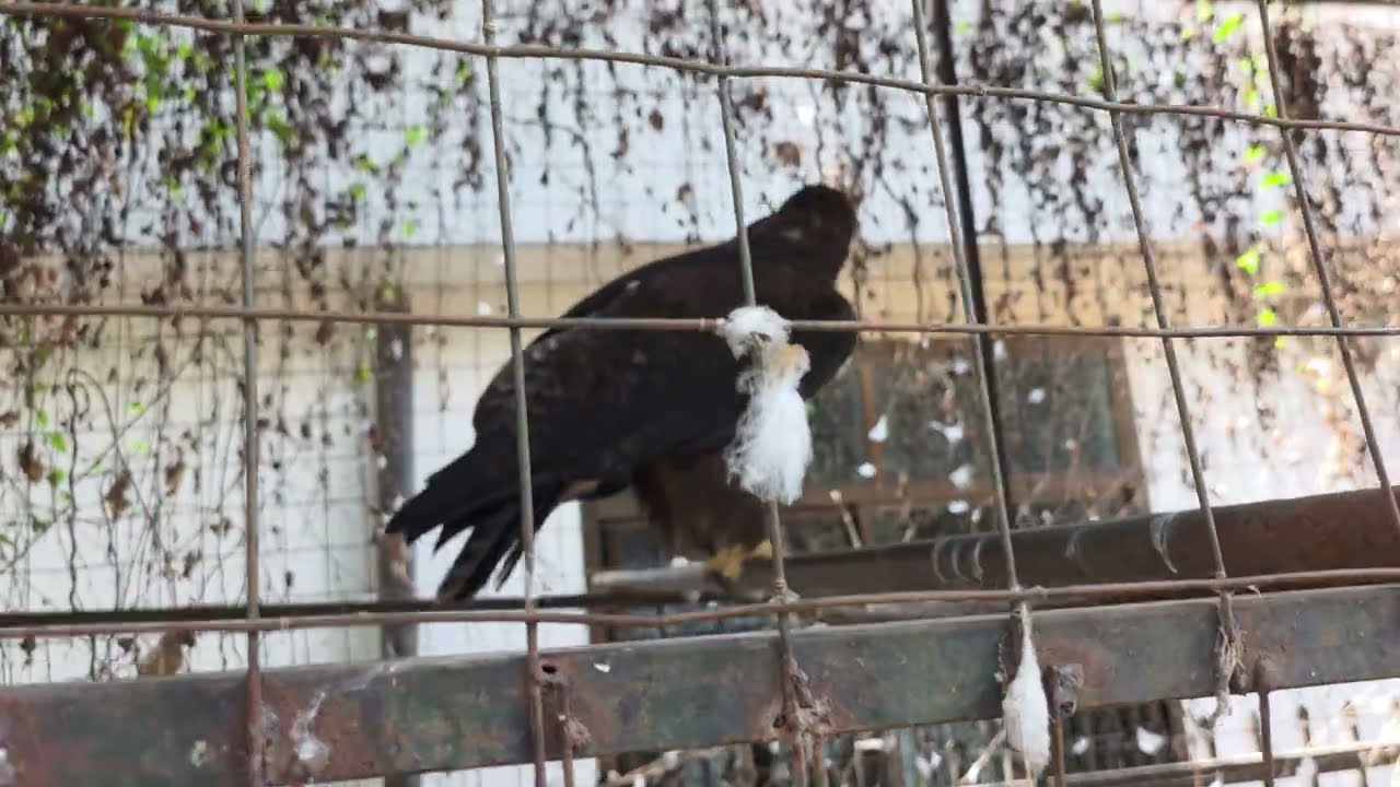 Hungry Eagle at Arusha Natural Museum - Tanzania Nov 2025 Roots & Culture Journey of a Lifetime