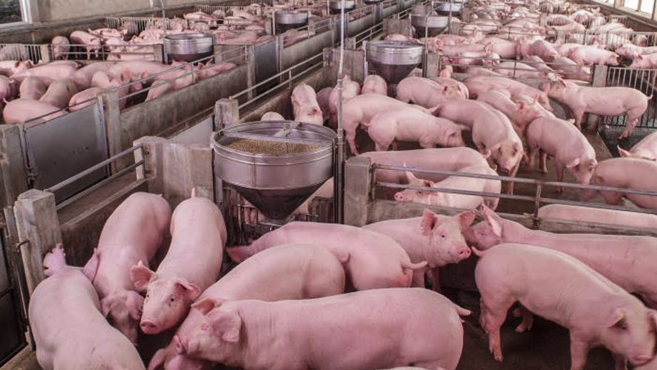 China&rsquo;s Insanely Huge Pig Skyscraper