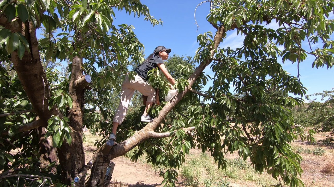 Klondyke Cherry Farm - time to pick some cherries, Ceres, Western Cape