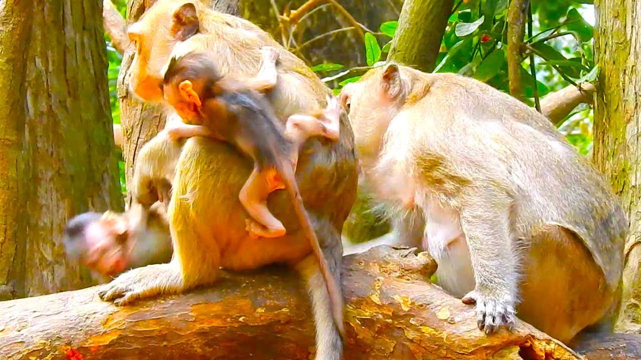 Curious Young Monkey Brighten Holds Gladdis’s Baby as Mom Steps In Calmly