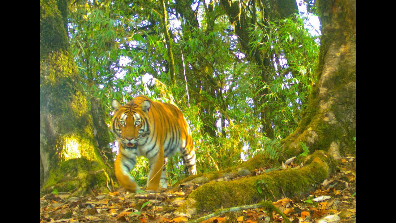 Tigers of the Dragon Kingdom Promo 2024