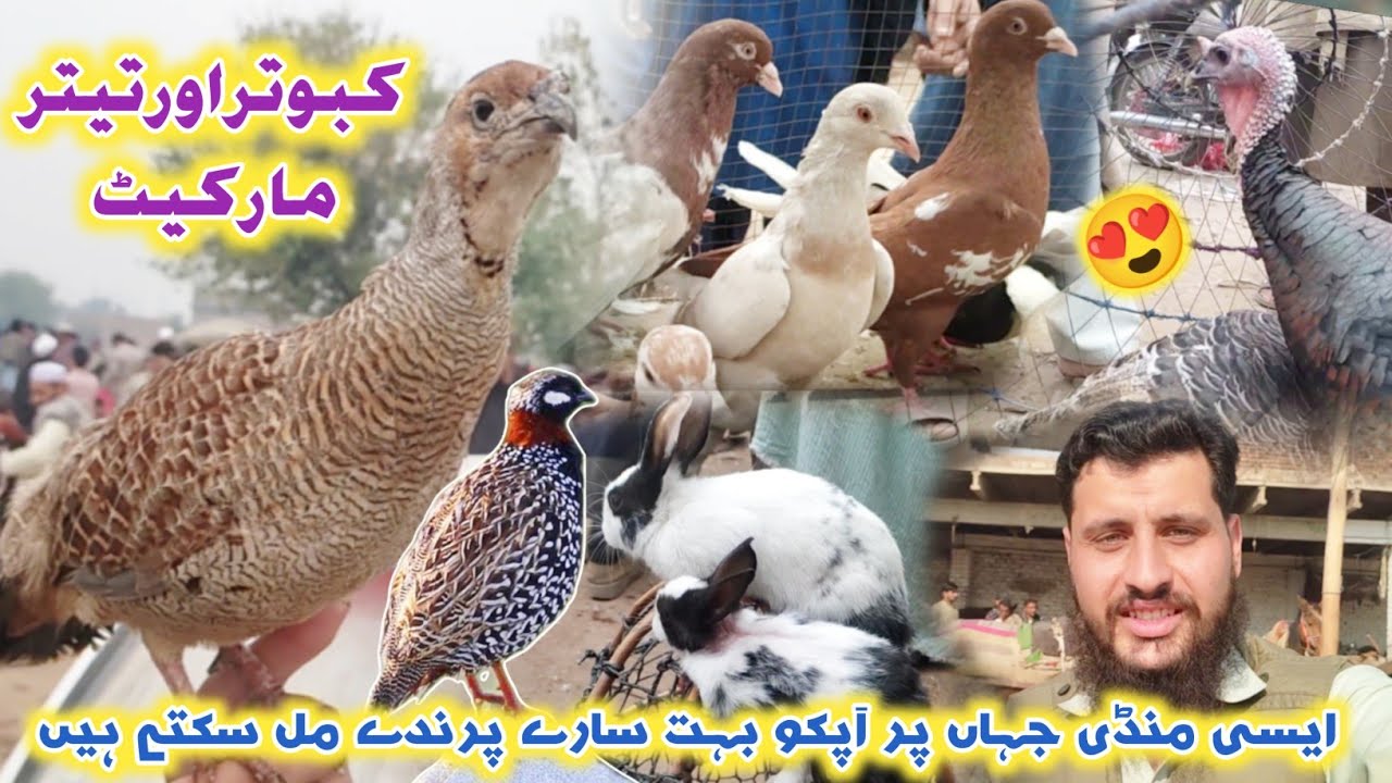 Kabootar and Teetar Mandi New Updates 2023 | Pigeons & Black Francolin Price 2023 | Izhar Ali Shah