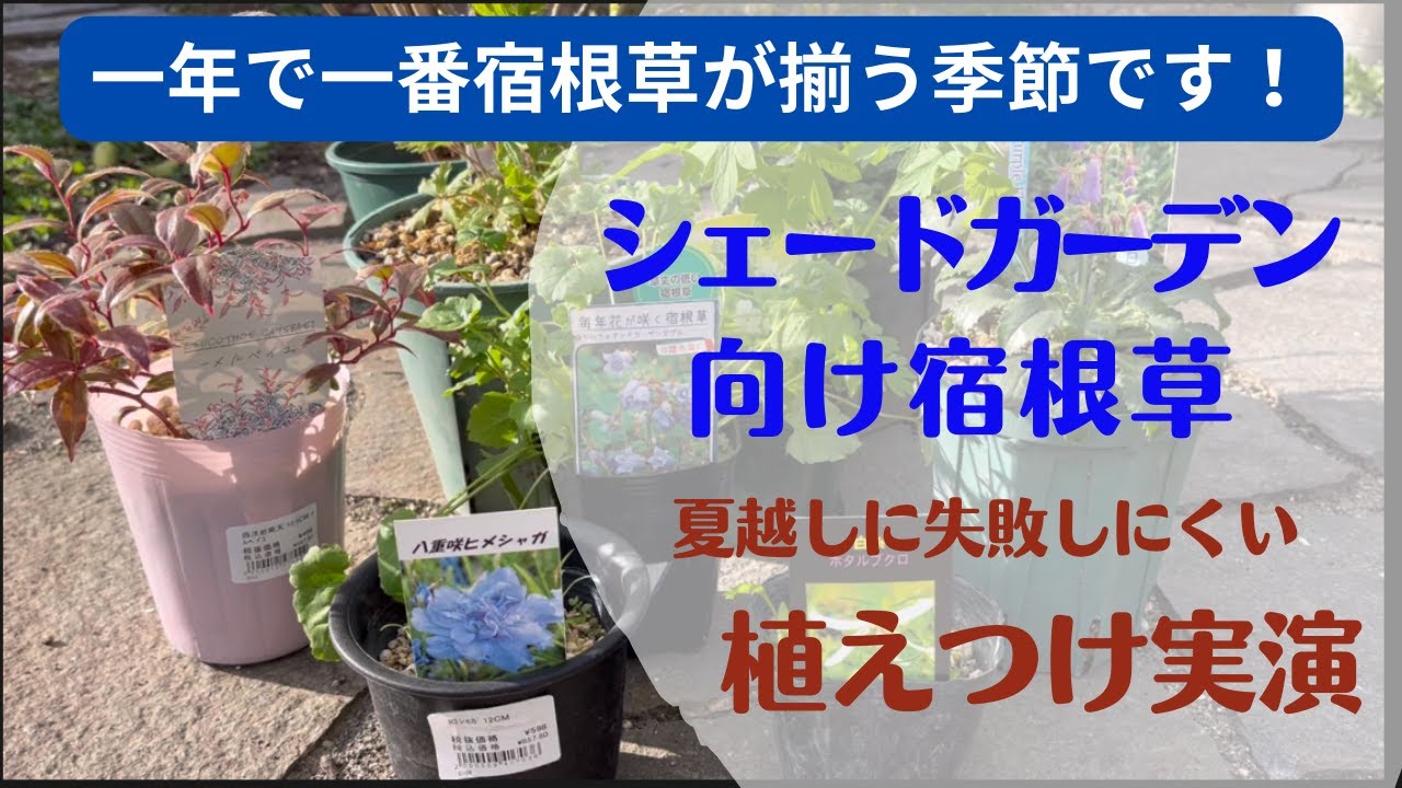 《春の宿根草爆買い！？》今買わないと来年までお預け／今回はシェードガーデン向けの宿根草をご紹介／夏越し対策！夏越しに失敗しない半地植え最新版／根張り鉢