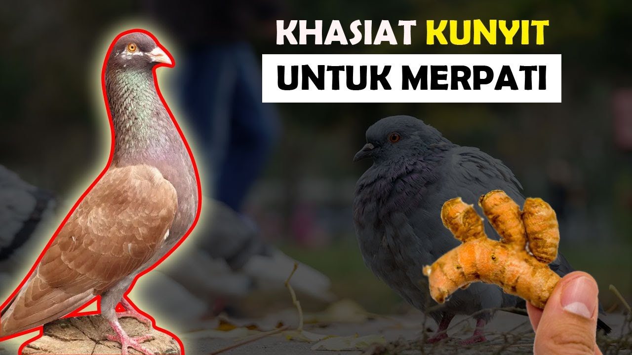 Jarang Yang tahu !!!! ini diah 4 manfaat kunyit untuk merpati