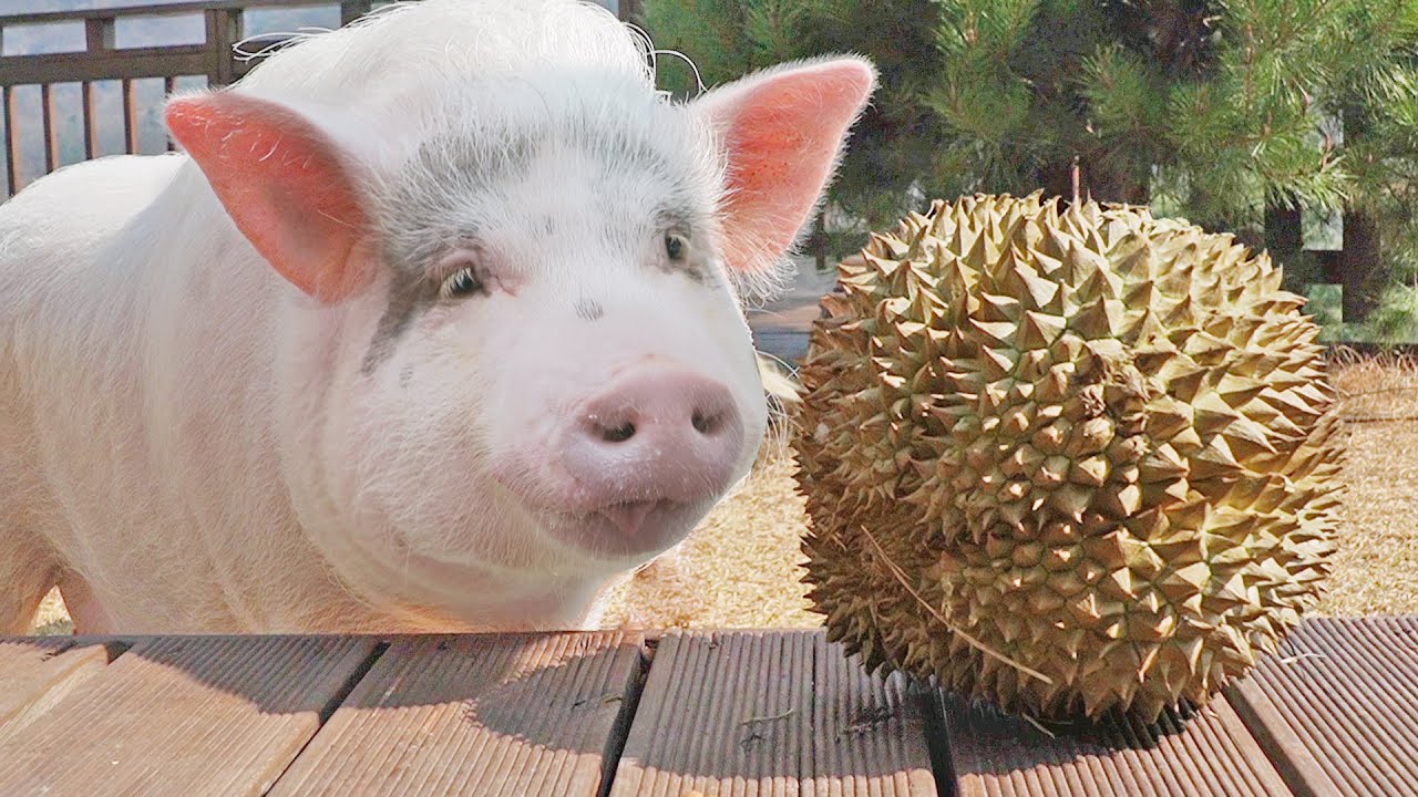 Durian the scent from hell, would pigs eat them?