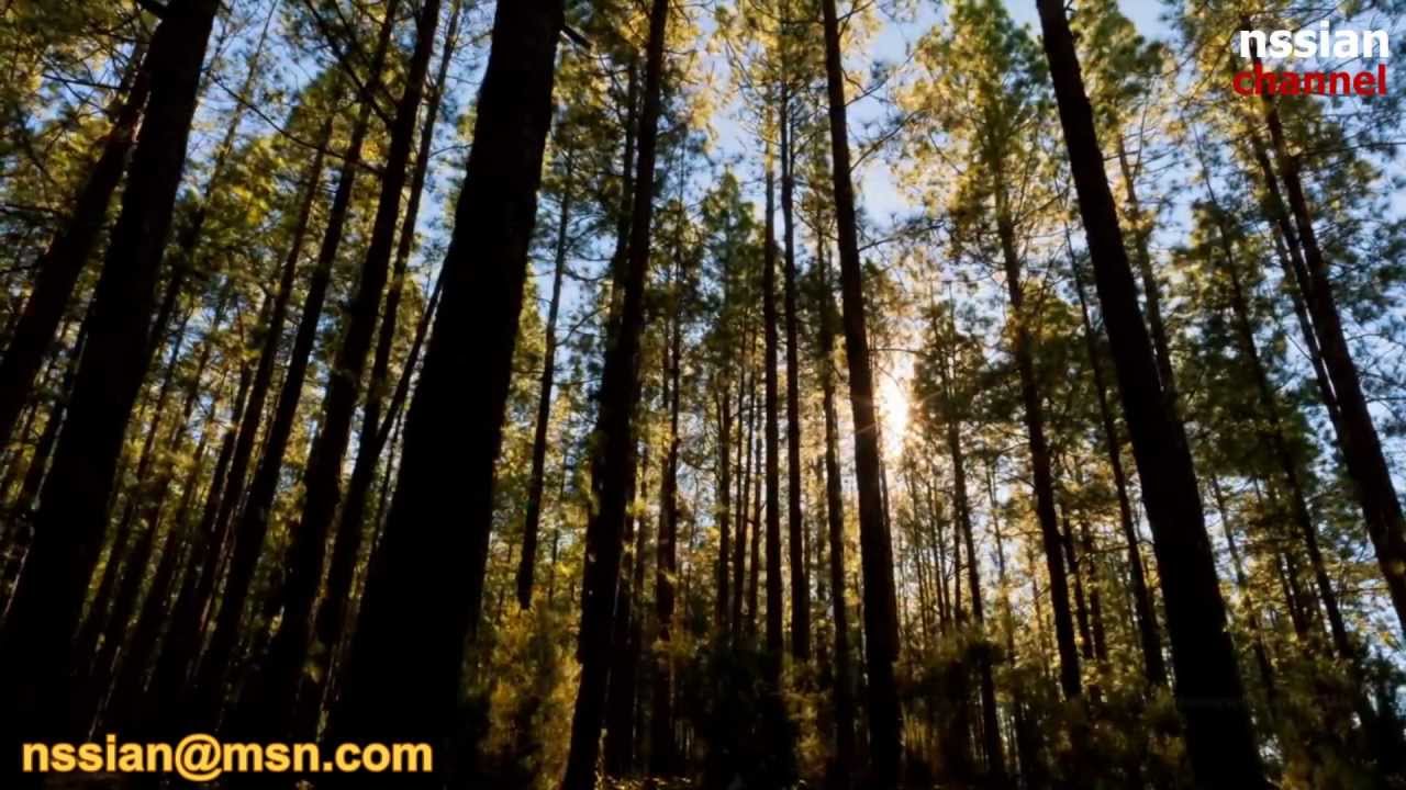 شيلــة :- خلاص ماشوفه معك ينفع ملام ولا تشره HD