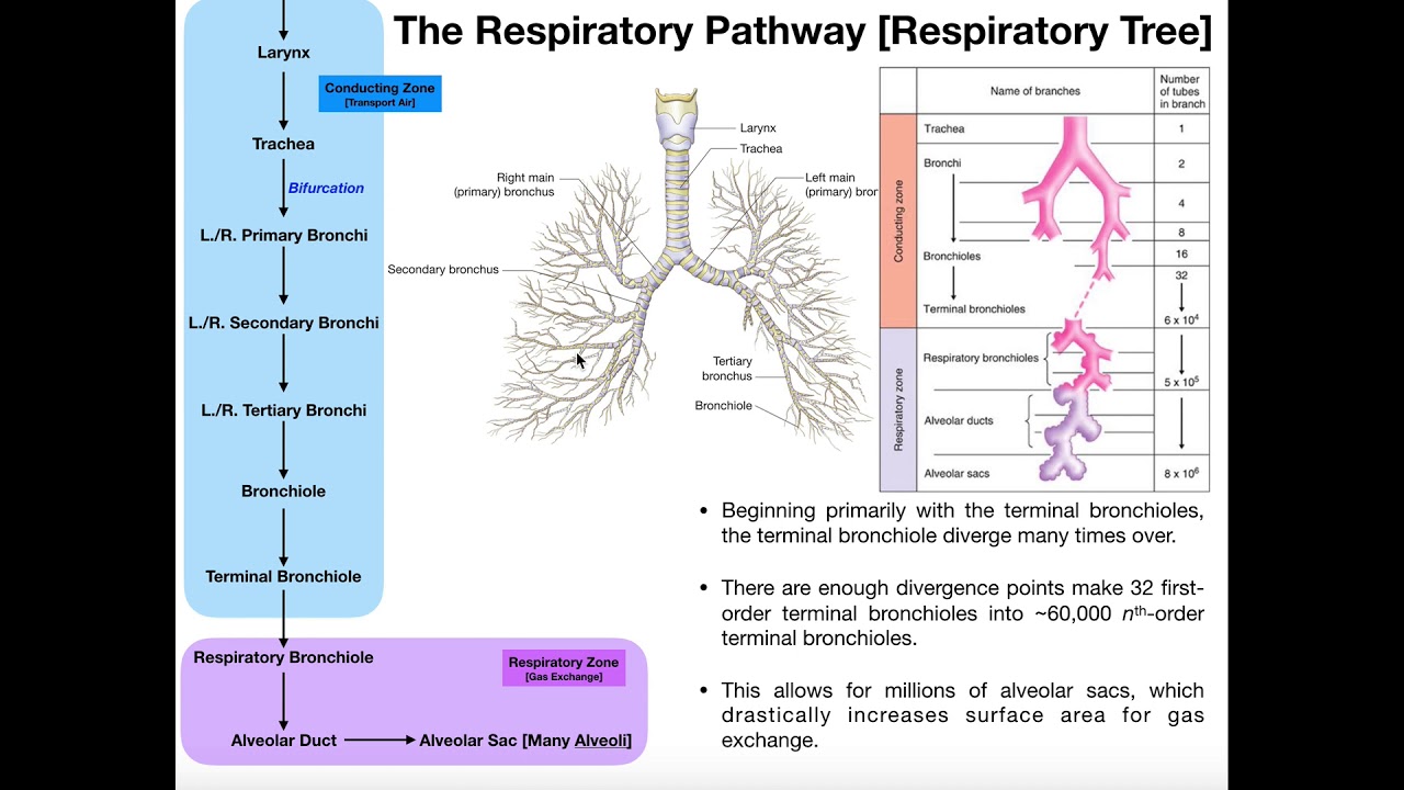 The Effects of Exercise on Ventilation