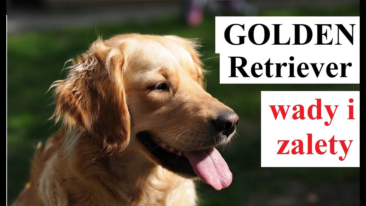 GOLDEN Retriever  - wady i zalety