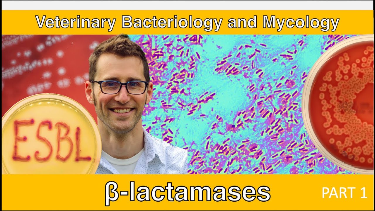 ESBLs and Carbapenemases (Part 1) - Veterinary Bacteriology and Mycology