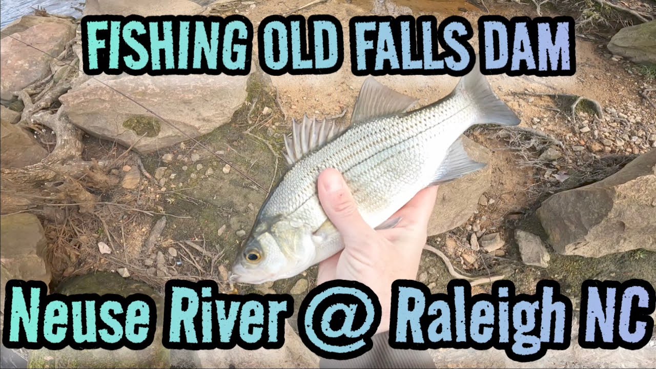 Neuse River Fishing @ Old Falls in Raleigh, North Carolina : Urban Fishing Catching White Bass