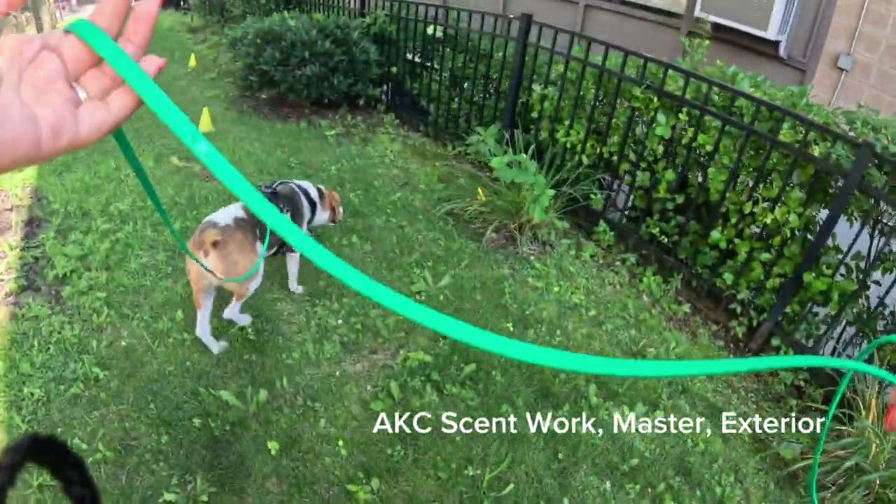 Remy - AKC Scent Work - Master - Exterior (Leg 1)