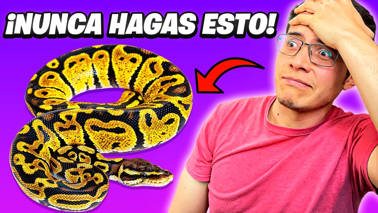 4 ERRORES que cometí con PITON BOLA