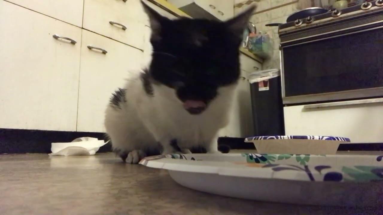 Cat Mukbang 
