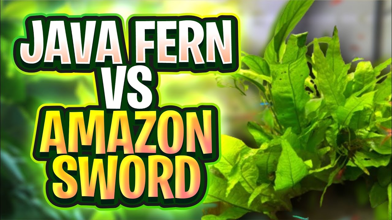 Папоротник яванский или амазонский мечелистник: какое растение вам больше подходит?