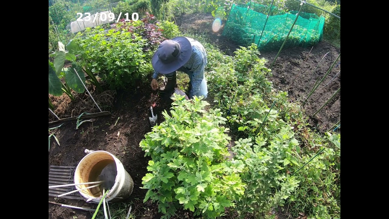 【畑 de Vlog】230910「菜園の日の出、雑草を取り麦を蒔く」