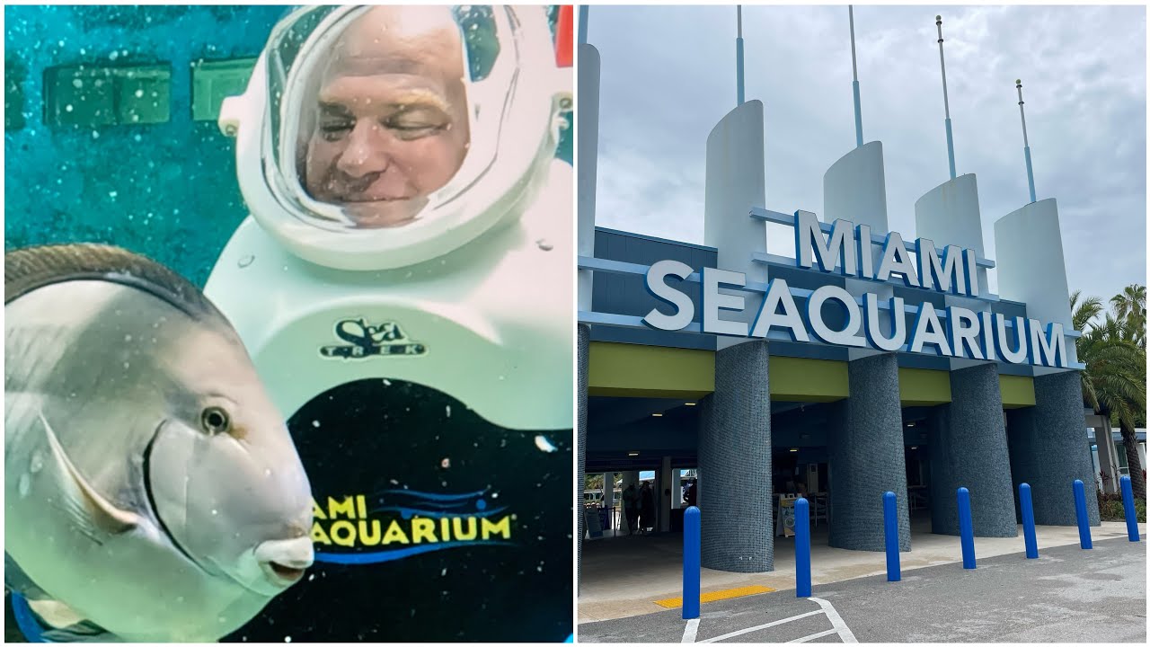 Adventure Awaits at Miami Seaquarium SeaTREK Reef Encounter