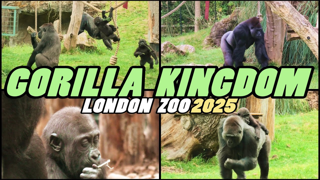 GORILLA KINGDOM 2025 - London Zoo - England [4k]