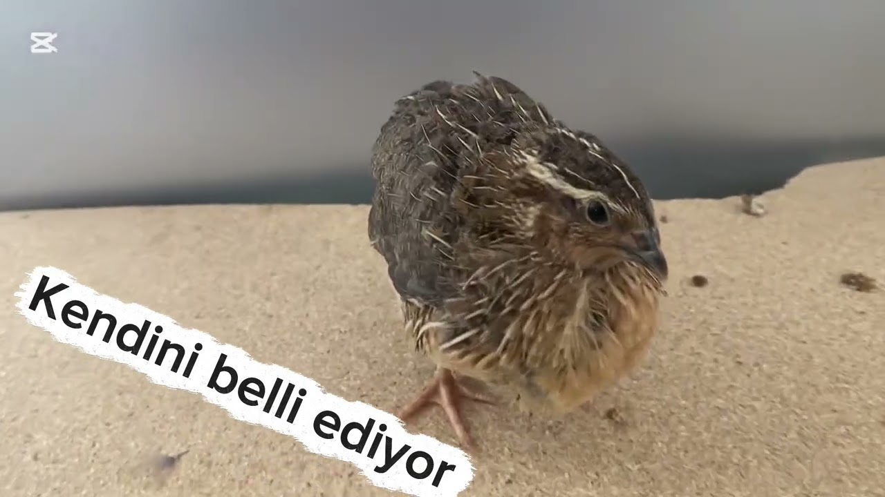Bıldırcın dişi erkek ayrımı. #bıldırcın #keşfet #öneçıkar 