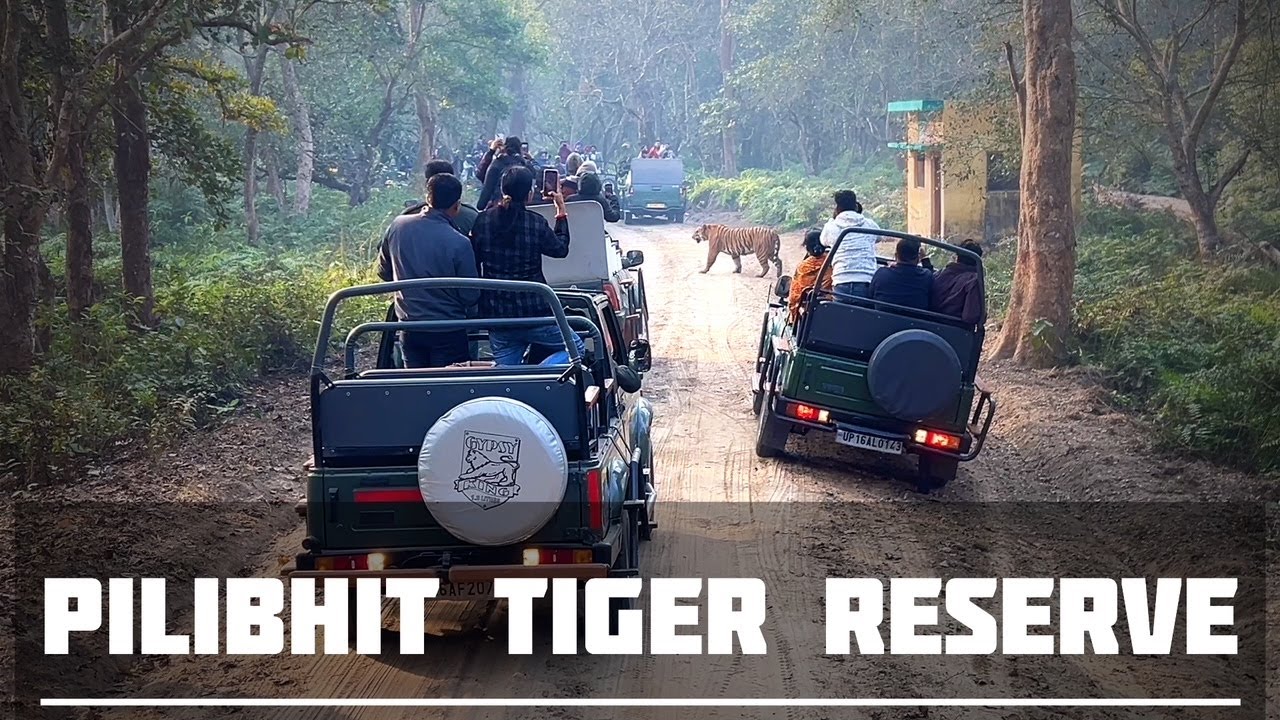 Pilibhit Tiger Reserve | Jeep Safari | Tiger Sighting | Chuka Beach | Uttar Pradesh Tourism |