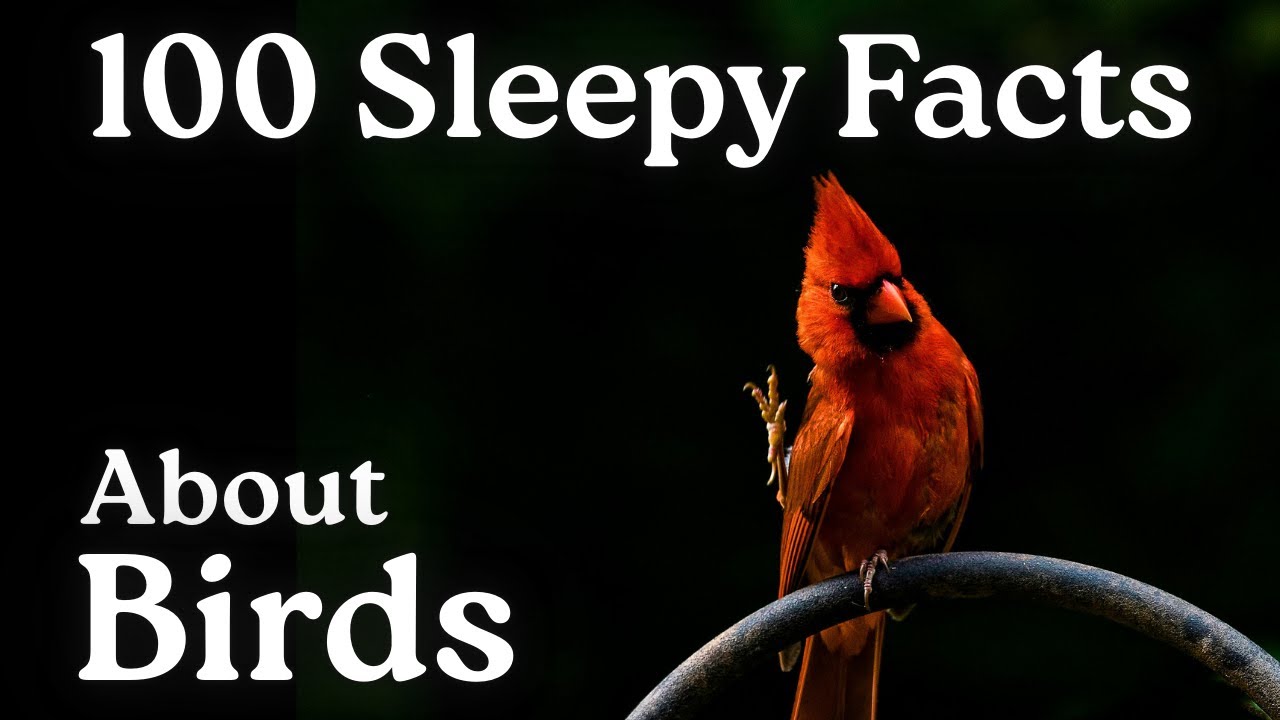 The Most Relaxing Facts About Birds To Fall Asleep To