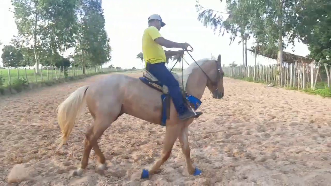 LEVANTANDO A LINHA DE PESCOÇO DO SEU CAVALO COM BRIDÃO.