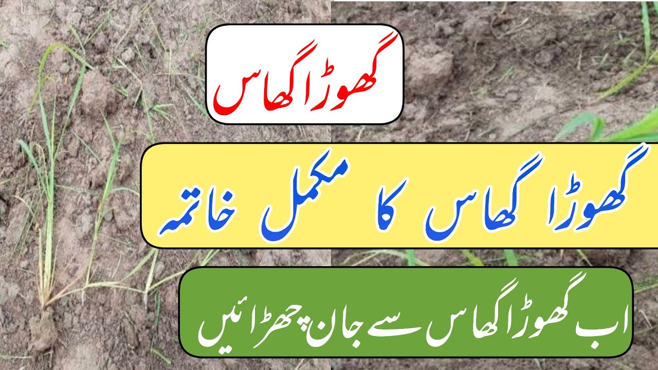 How to control Ghora ghass from Rice crop || Agriculture ms