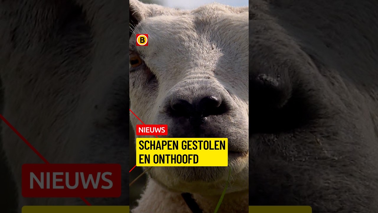 De schapen van boer Ad zijn onthoofd | #heftig