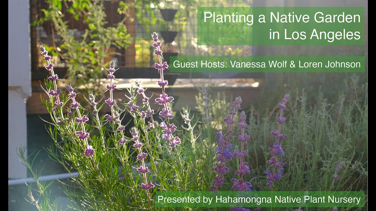 How to Plant a Native Garden in Los Angeles