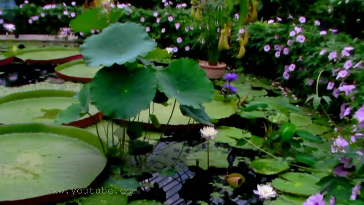 Waterlily House (Pls Watch in Full HD 720 or 1080 )
