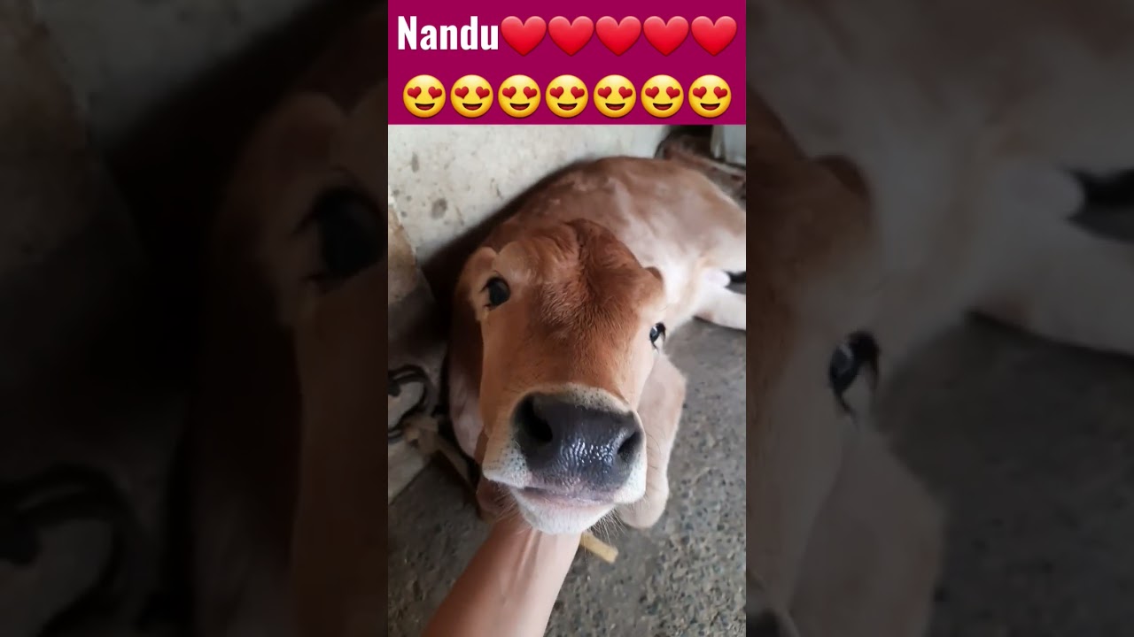 Nanduji आनंद लेते हुए 😍😍😍😍| @damru777 | #shorts #Nanduji #youtubeshorts #viral