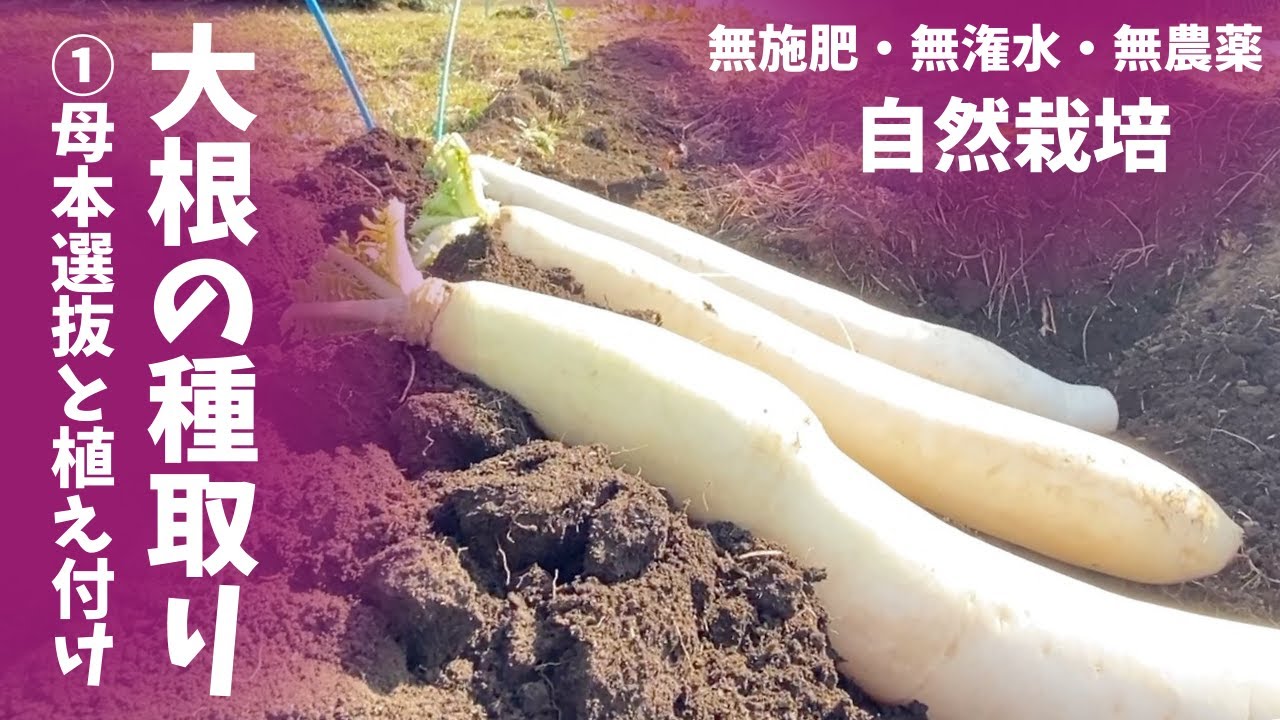 もう種は買わない。簡単！#固定種大根 の種を取ろう①【#自然栽培 #家庭菜園】