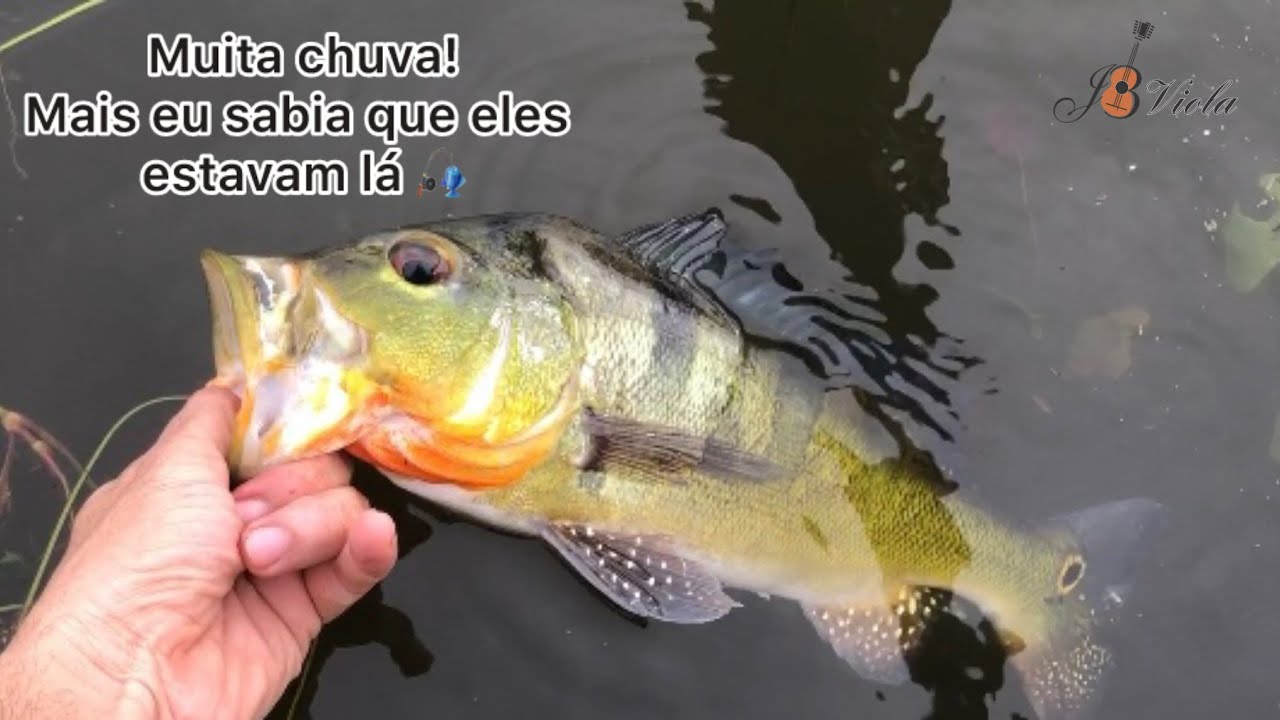 Por um momento achei q essa pescaria ia ser só chuva! Mais deu certo #pescaria #pesca 