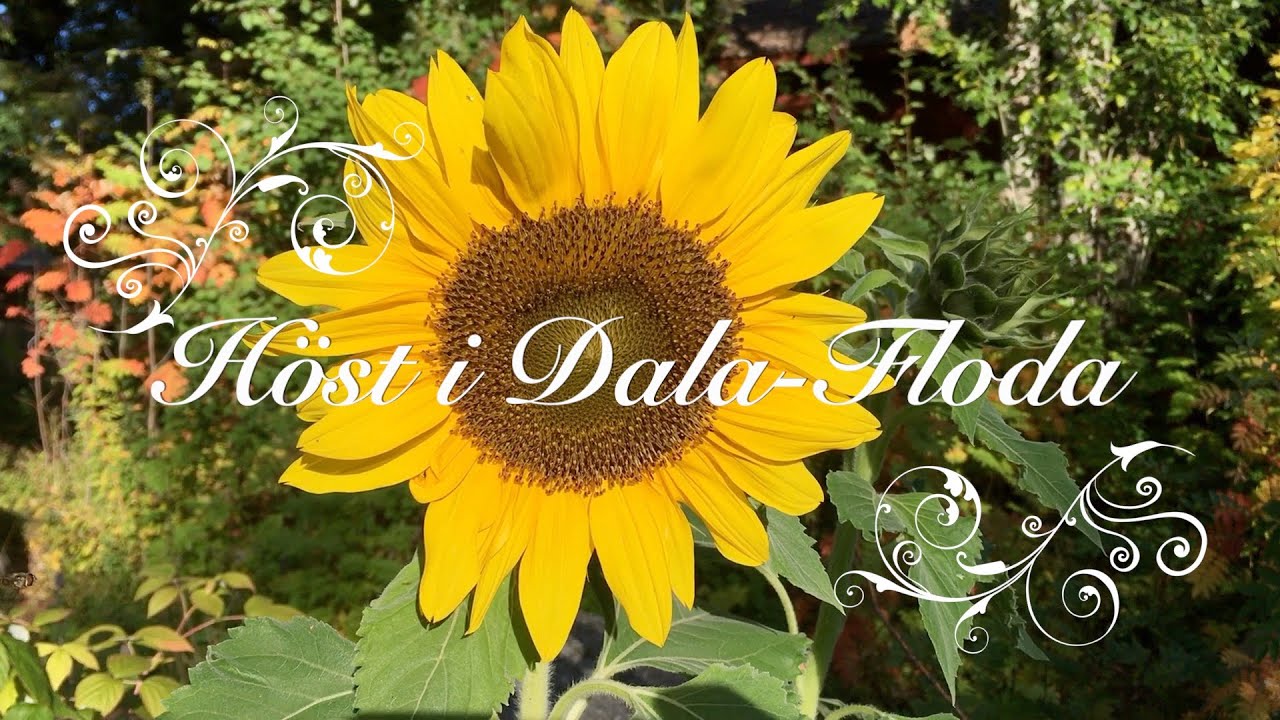Höst i Dala-Floda